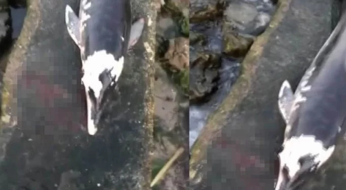 Bursa'da korkunç olay! Silahla vurulmuş yunus balığı bulundu
