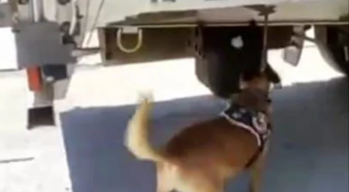 Bursa'da narkotik köpeği buldu, tır dorsesinde yakalandı