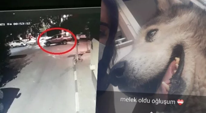 Vicdanı kör olmuş... Bursa'da kamyonetiyle ezdiği köpeği öldürdü