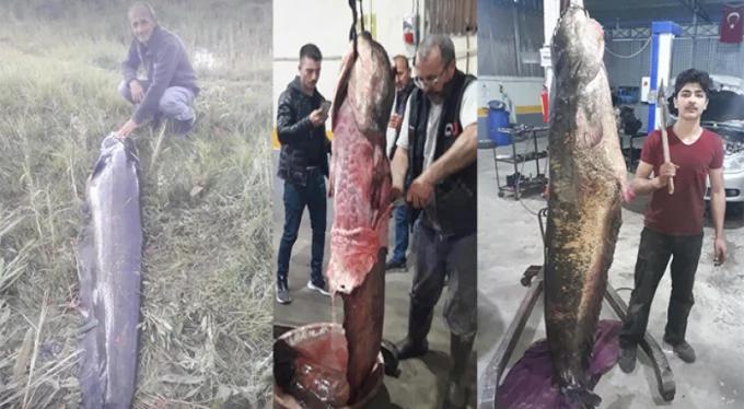 Bursa'da bir hafta peşinde koştu! 2.2 metrelik dev balığı yakalamayı başardı