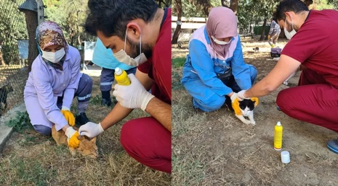 Osmangazi, villa kedilerini parazitlere karşı ilaçladı