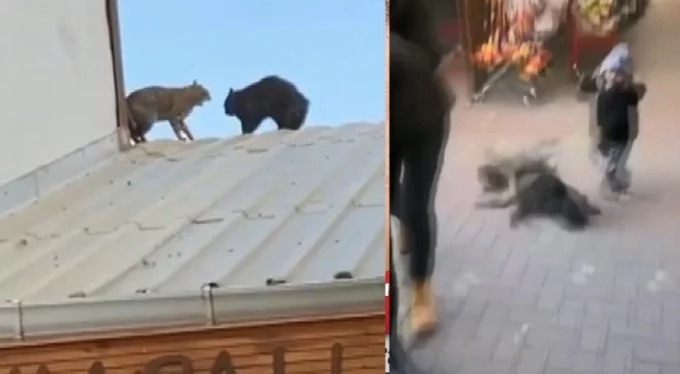 Bursa'da çatıda kavga eden kediler bebeğin üzerine düşüyordu