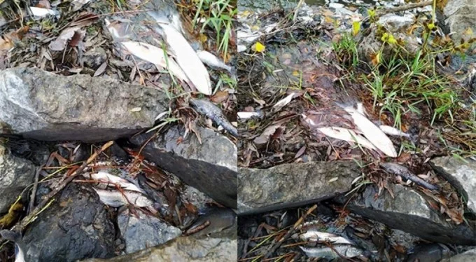 Bursa'da balık ölümleri tedirgin ediyor