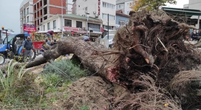 Bursa'da lodos, 270 yıllık çınar ağacını devirdi