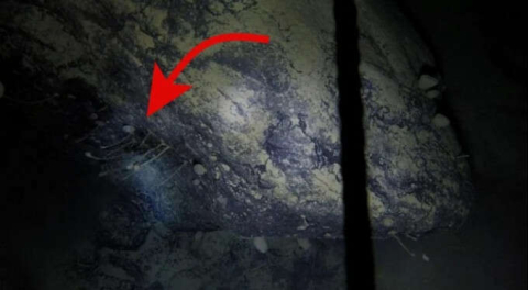 Antarktika'da, buzların 900 metre altında yaşayan canlılar bulundu!