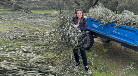 Ünlü oyuncu Bursa'da, babasının tarlasında zeytin dalı topladı!