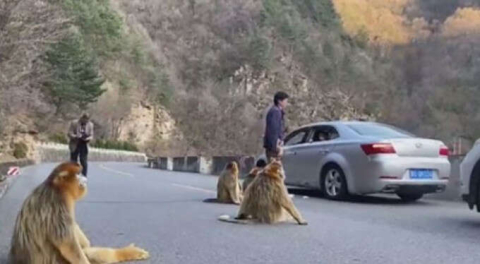 Yiyecek bulamayan altın maymunlar 'yol kapattı'