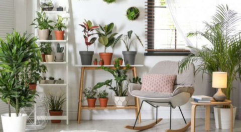 Evde bitki yetiştirme teknikleri!