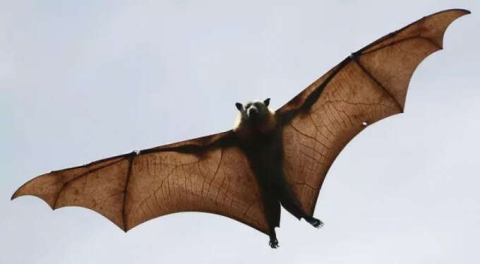 25 bini buldu... 'Mega yarasalar' hayatı felç etti