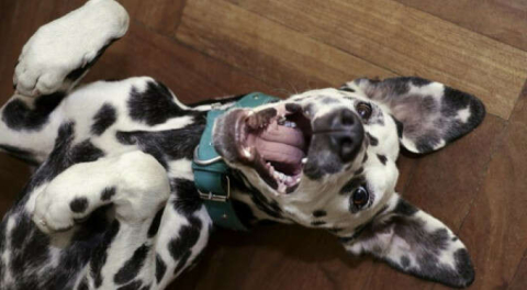 Köpekler hakkında daha önce hiç duymadığınız 15 ilginç bilgi!