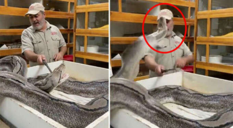 Dev piton yüzüne saldırdı! Dehşet anları...