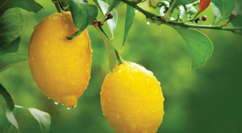 Limonun ilk kez duyacağınız faydası!