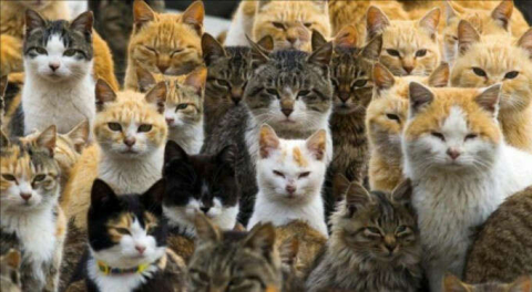 Tatlı bir felaket! Japonya'daki kedi adası: Aoshima!
