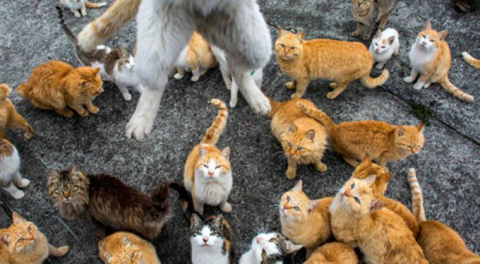 Kontrolden çıktı! Bu adada insandan çok kedi var!