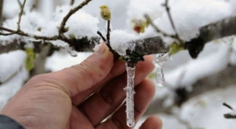 Mudanya'da zirai don hasar tespiti için başvurular başladı