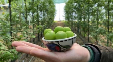 Hamile kadınlara müjde! Bursa'da yılın 4 mevsimi bulmak mümkün!