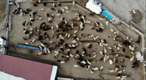 Renkli görüntüler! Baharın müjdecisi kuzuların anneleriyle buluşma anı!