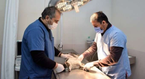 Can dostlar Yıldırım'a emanet! 'Sahiplendirmemiz çok önemli'