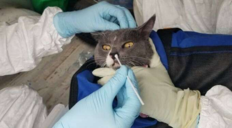 Kovid-19 insanlardan hayvanlara bulaşıyor mu? DSÖ açıkladı!