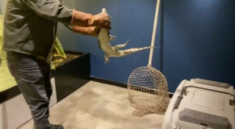 Akla zarar... Şehrin göbeğinde beslenen timsaha el konuldu