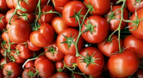 Ruslar Türk domatesinden vazgeçemiyor