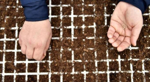 Yerli ve milli tohumlar Osmangazi'de yetişiyor!