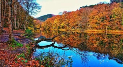 Çamlıköy Tabiat Parkı yedi yıl süreyle kiraya verilecek