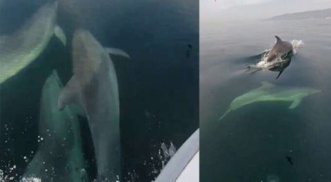 Bursa'da yunus balıklarının yarışı kameralara yansıdı