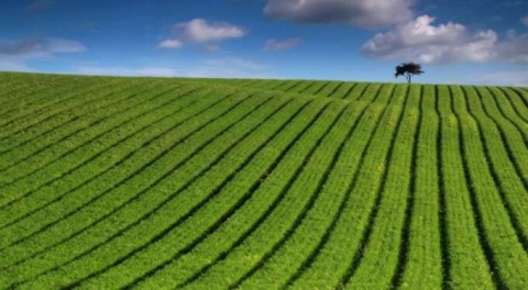 İzmir'de 730 m&sup2; tarla icradan satılıktır