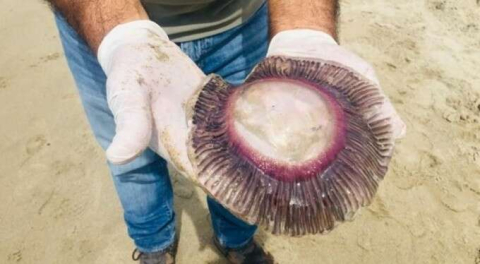 Onlarcası kıyıya vurdu! Çıplak elle dokunmayın