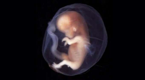 Etik tartışmalarını alevlendirecek açıklama: İnsan-maymun melezi embriyolar üretildi!