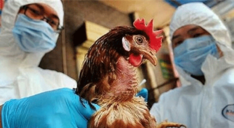 Güney Afrika'daki kuş gribi salgını sonrası 3 ülke alarmda!