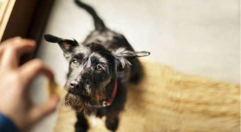 Köpekler için en sağlıklı 5 atıştırmalık!