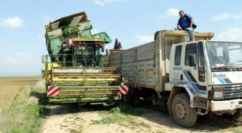 Bursa'da ıspanak hasadı başladı!