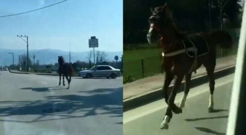 Araçlarla yarıştı! Bursa trafiğinde dört nala böyle koştu!