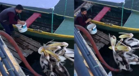 Bursa'da bir balıkçı elleriyle pelikanları besledi!