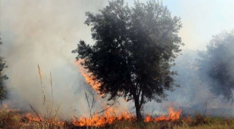 Yahudi yerleşimciler Filistinlilere ait onlarca zeytin ağacını ateşe verdi!