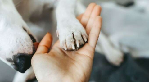 Kahraman köpek sahibini bıçaklı saldırgandan korudu!