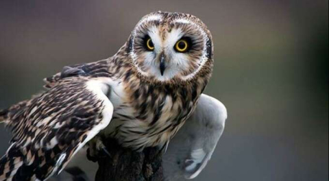 Baykuş uğursuz mudur? Mimar Sinan neden baykuş kullandı?