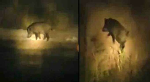 Bursa'da ilginç anlar! Aç kalan domuz sahile inerek midye yedi!