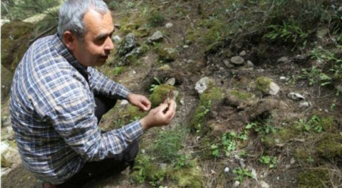 Duyan toplamaya koşuyor! Kilosu 2 bin lira!