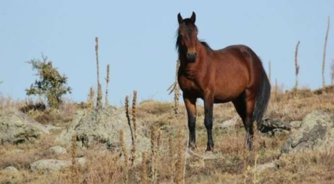 100 kayıp at olayı: Belediye Başkanı MHP'den istifa etti