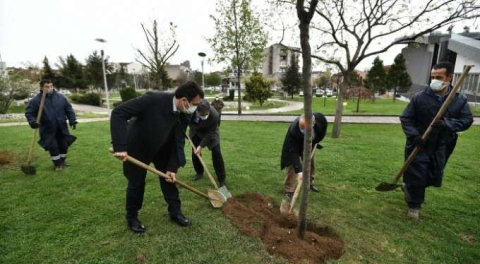 Osmanlı simgesiydi! Osmangazi erguvan çiçekleri ile renklenecek!