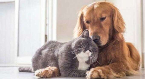 Evde kedi ve köpeği olanlar dikkat! Yaptırmazsanız 10 bin TL cezası var