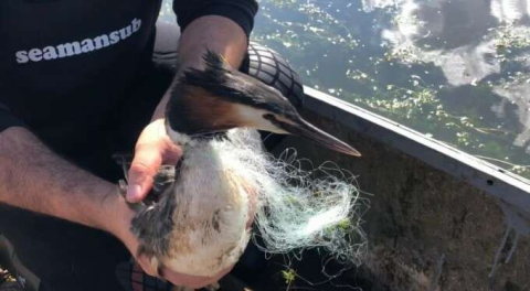 Bursa'da ağlara takılan kuş kurtarıldı!