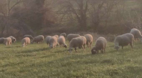 Bursa'da köylülerin korkulu rüyası oldu! 'Son 2 yılda arttı'