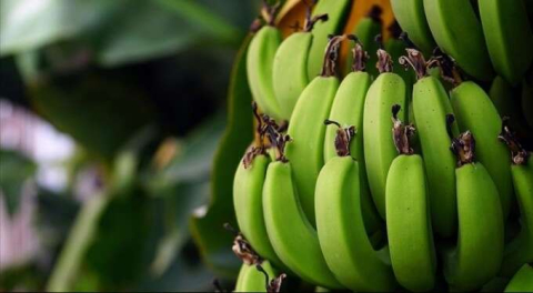 Ar-Ge çalışmalarıyla yerli muzda üretim de tüketim de artıyor!