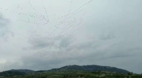 Bursa'da renkli görüntüler! Leylek sürüsünün gökyüzündeki dansı!