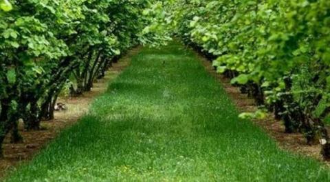 İcradan satılık fındık bahçesi!