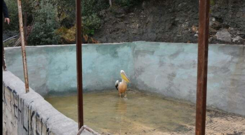 Bursa'da tarlada çalışan muhtar, sesleri duyunca... Havuzda gördüğüne inanamadı!